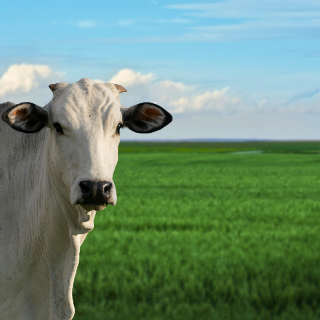Campanha de vacinação contra febre aftosa inicia em abril; saiba mais