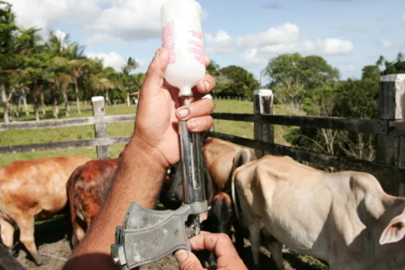 Três casos de febre aftosa na Alemanha, os primeiros na Europa desde 2011